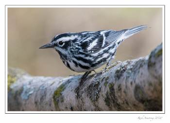 Blackand white warbler 1j copy.jpg